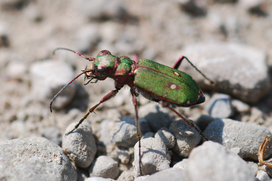 Cicindela campestris